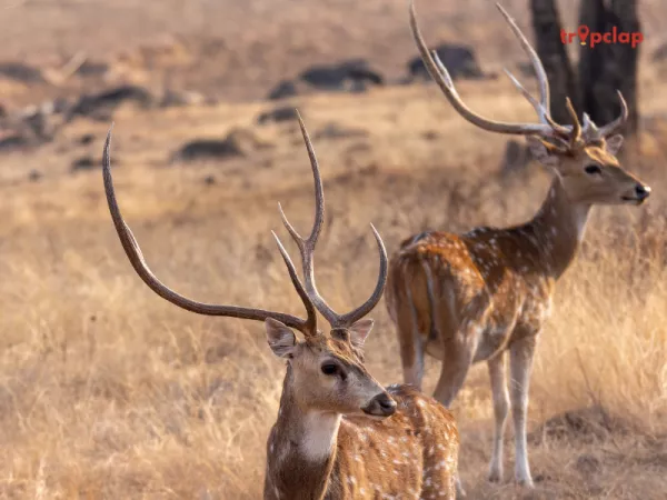 10. Pench wildlife sanctuaries