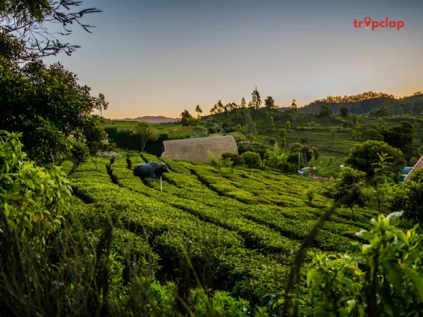 6. Ooty