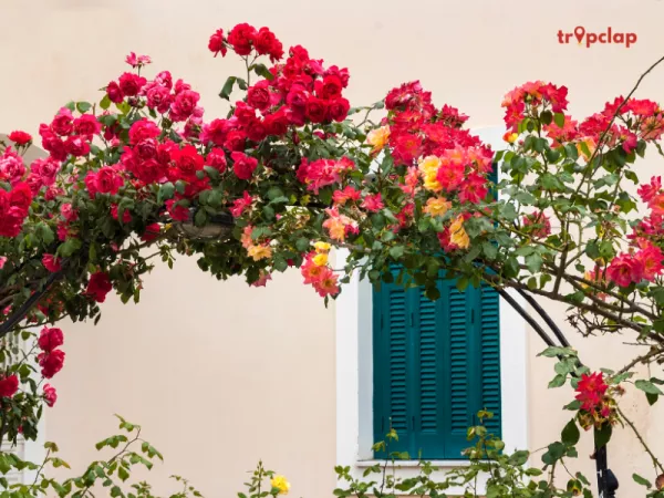 6. Spring (Vasant Ritu) - February 15th  to April 14th 