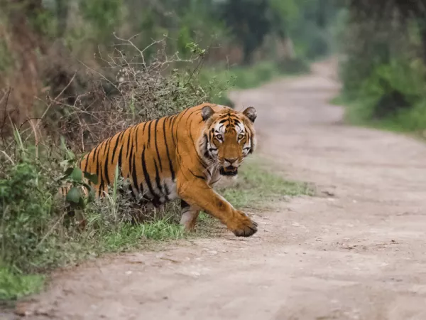 3.7 Kaziranga National Park