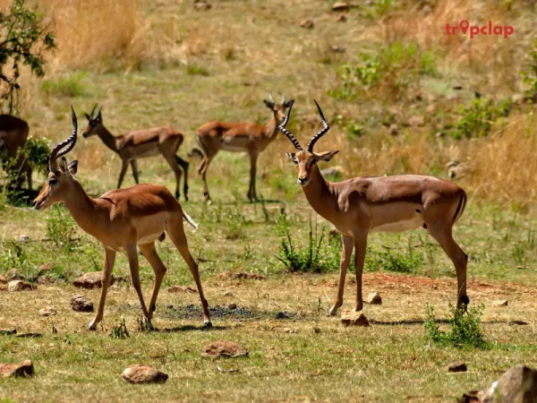 7. Sajjangarh Wildlife Sanctuary