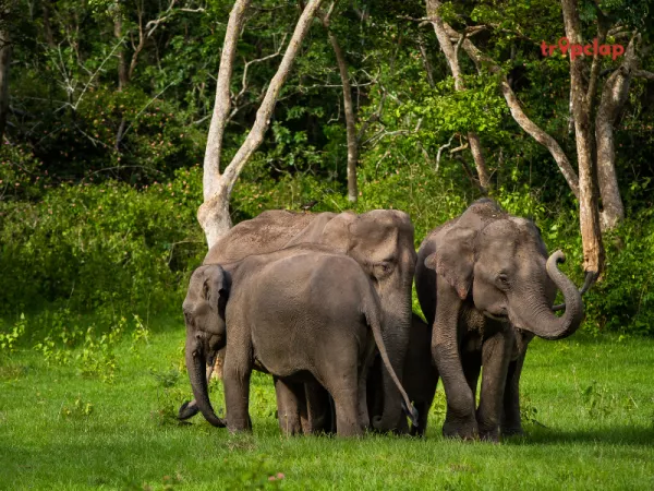 Bandipur National Park