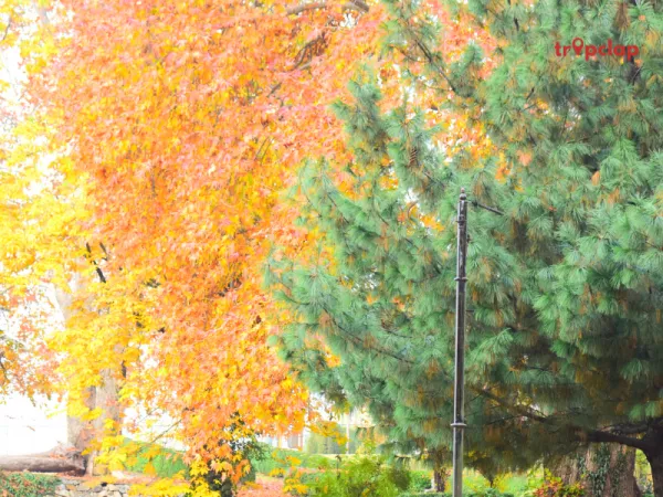 5. Kokernag - The Natural Beauty