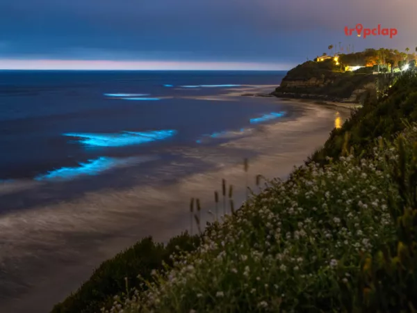 Where we can find sea of Star? 