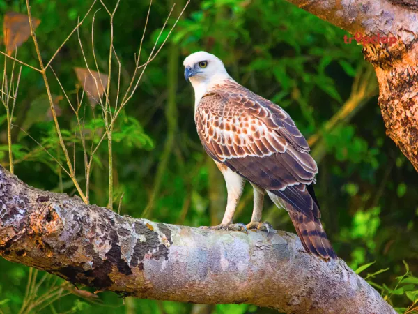 6. Dudhwa National Park: