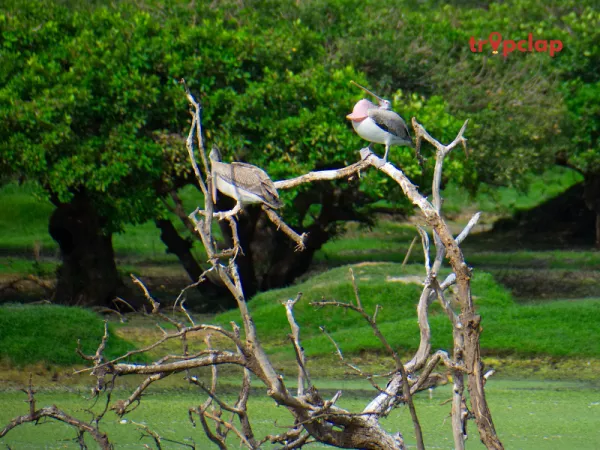 4. Sultanpur Bird Sanctuary 