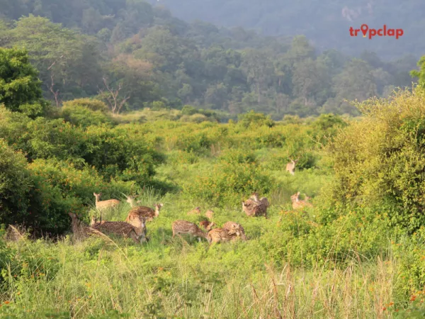 10. Jim Corbett National Park 