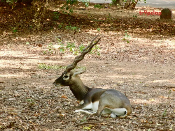 Guindy National Park