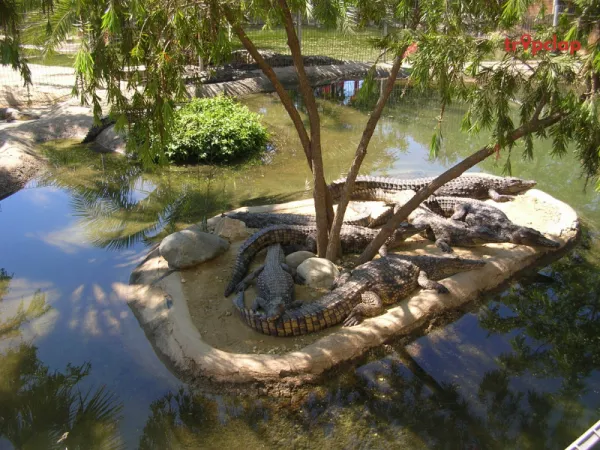 Crocodile Zoo