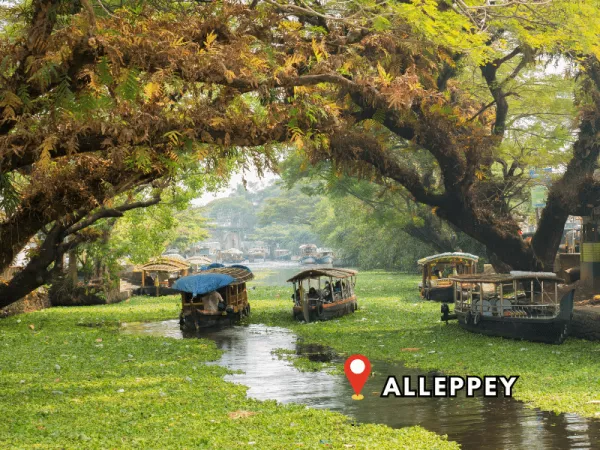 2.8 Alleppey