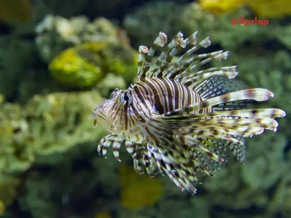 7. Vancouver Aquarium, Canada