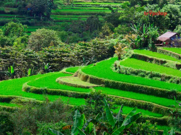 Tegalalang Rice Terrace