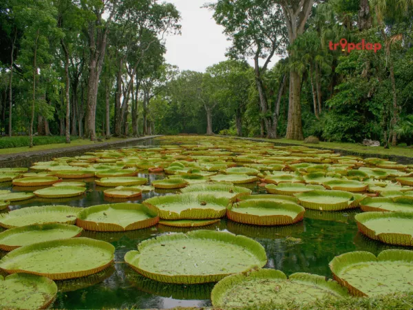 5.Pamplemousses Botanical Garden