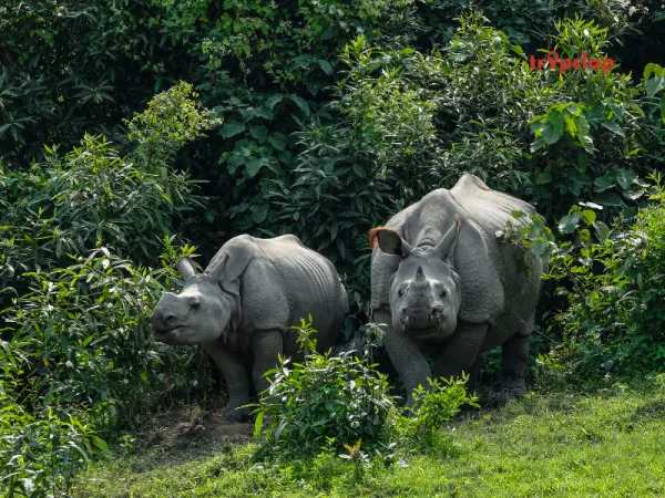 1.Kaziranga National Park, Assam: 