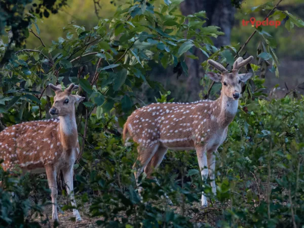 16. Jim Corbett National Park: The Jungle Safari (Distance: 240 km from Delhi)