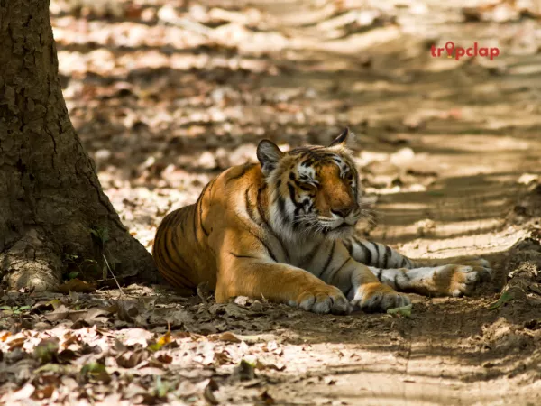 11. Jim Corbett National Park (Distance: 240 km from Delhi)