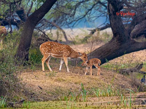 16. Bharatpur, Rajasthan
