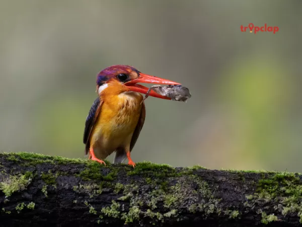 10. Karnala: Where Nature Thrives