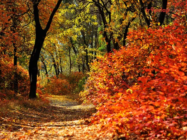 1. Anamalai Trail: Topslip, Parambikulam, and Valparai