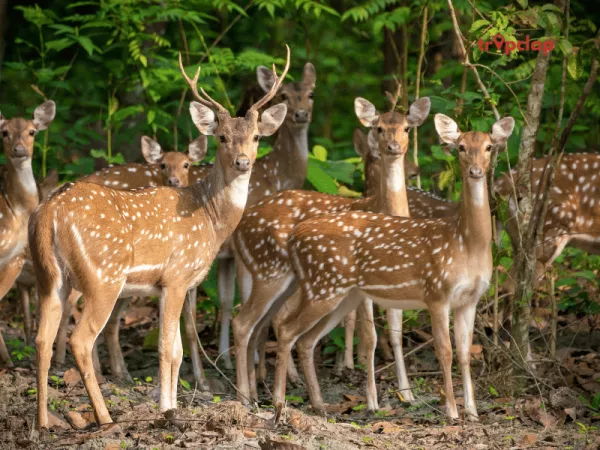 10. Muthanga Wildlife Sanctuary
