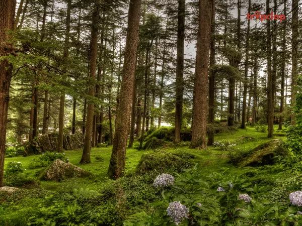 5. HIM TRAVEL LOK - DMC Himachal Pradesh