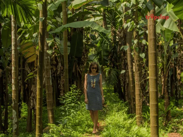 5. Spice Plantations