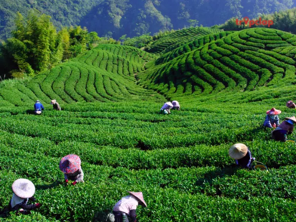 Tea Garden Tours