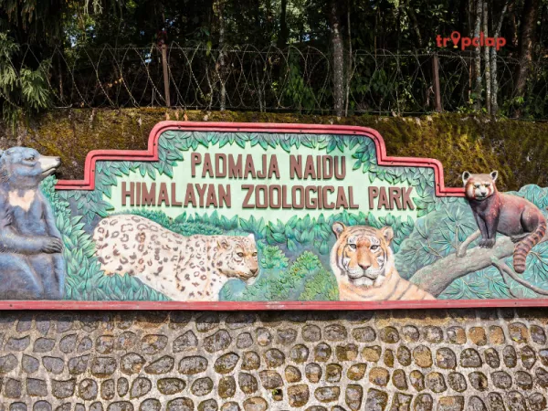 Padmaja Naidu Himalayan Zoological Park