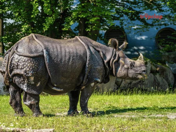 Pobitora Wildlife Sanctuary