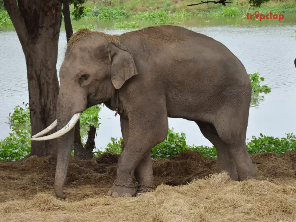 Visit Dubare Elephant Camp 