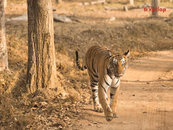  Wildlife at Nagarhole National Park