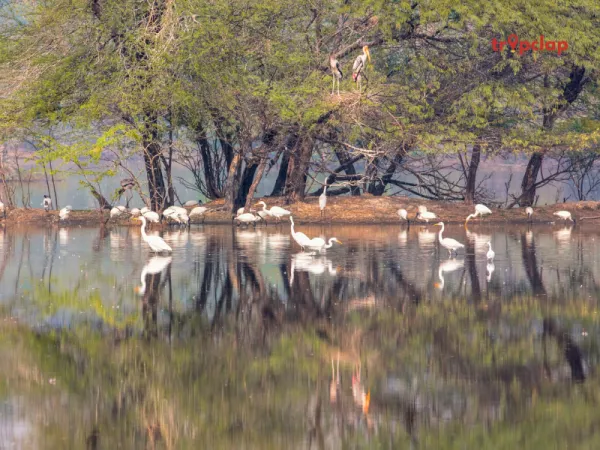 Sultanpur Bird Sanctuary (Gurgaon)