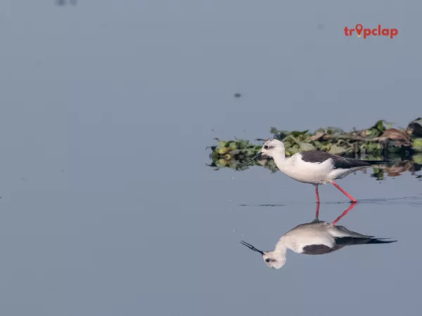 Okhla Bird Sanctuary (Delhi - Noida border)