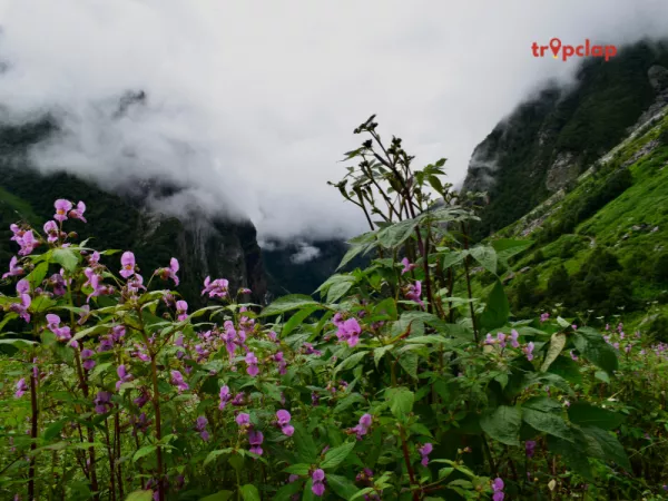 Famous Bugyals of Uttarakhand 