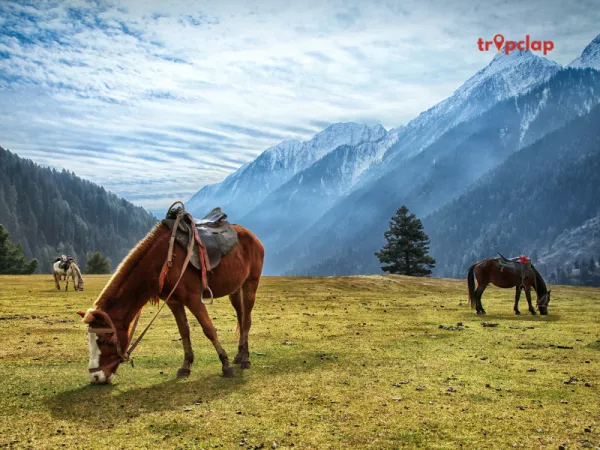 Day 4: Pahalgam Day Trip