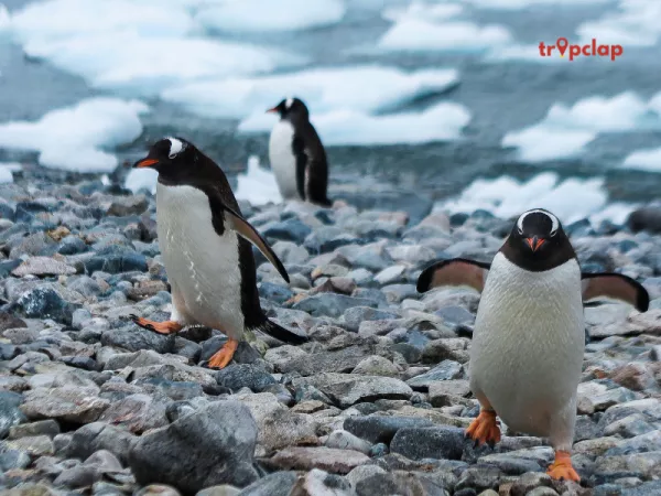 Antarctica - Travel Insurance