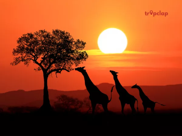 South Africa: Cape Town's Coastal Beauty