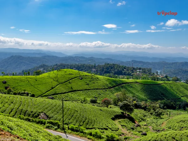 1.Tea Gardens of Munnar