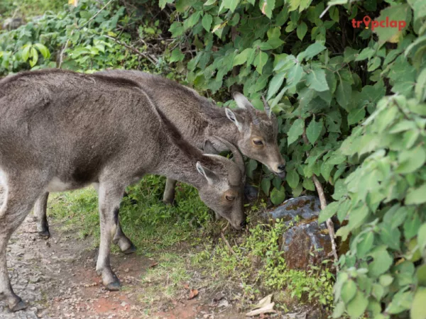 4. Eravikulam National Park