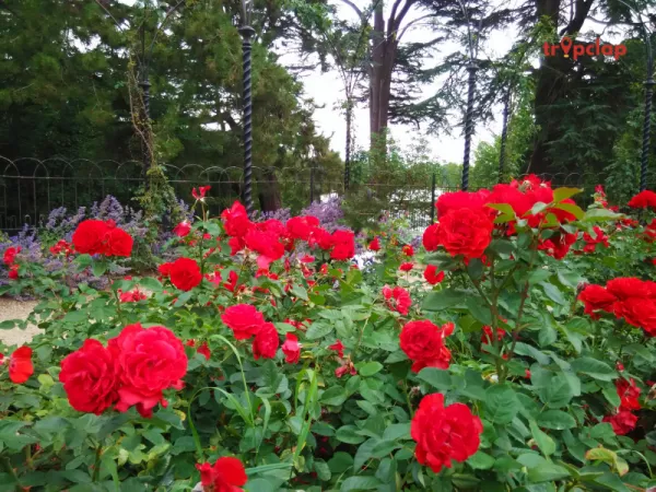 10. Rose Gardens