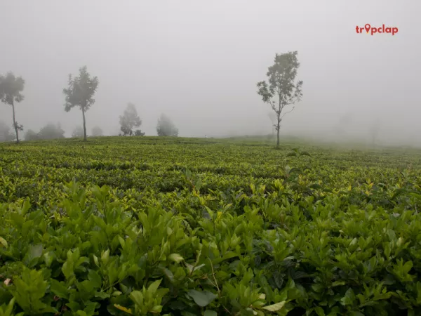4. Tea Estates