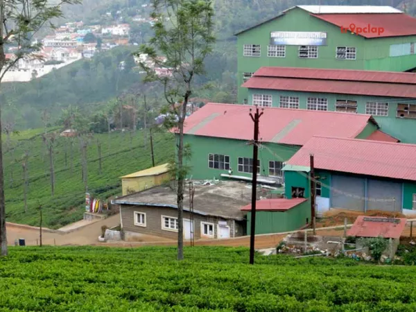 6. Highfield Tea Factory