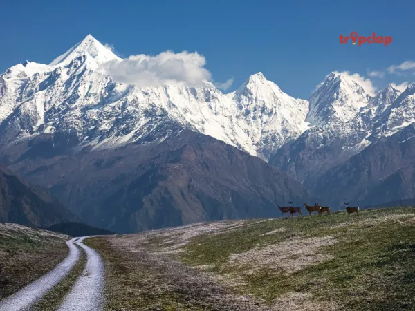 1.3 Munsiyari, Uttarakhand