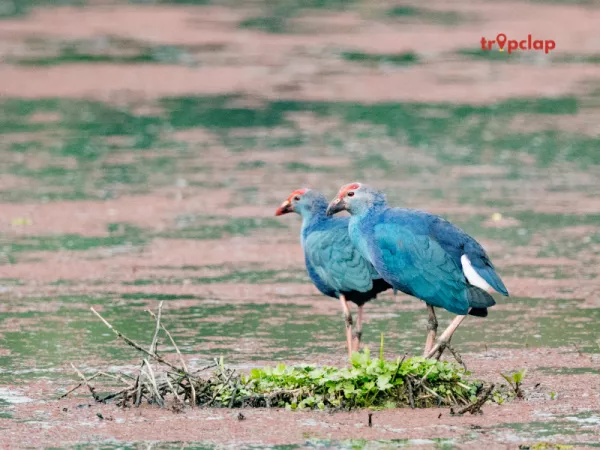 3.5 Dibru-Saikhowa National Park, Assam