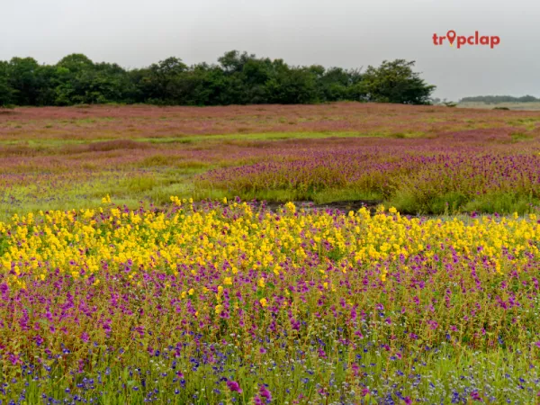 4.2 Kaas Plateau, Maharashtra