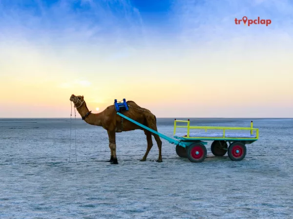 4.3 Dholavira, Gujarat