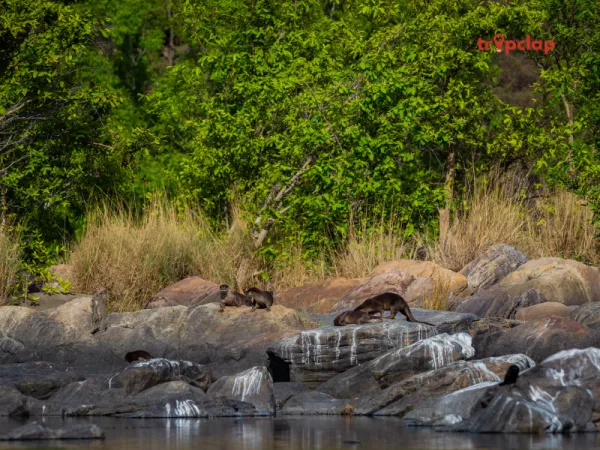4.4 Chambal Wildlife Sanctuary, Western Uttar Pradesh
