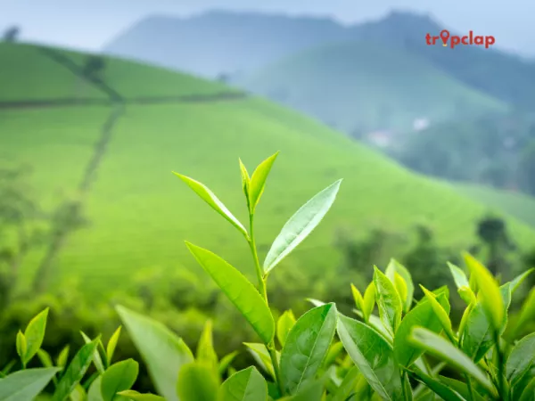 2.1 Coorg, Karnataka