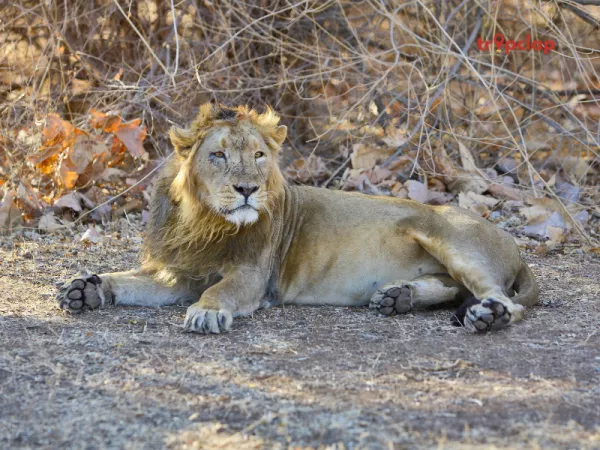 4.5 Gir Forest National Park, Gujarat