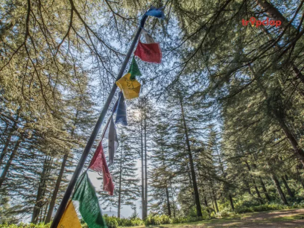 1.4 Chaukori, Uttarakhand: